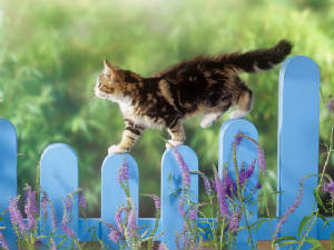Animals/Kitten-on-blue-pkt-fence.jpg
